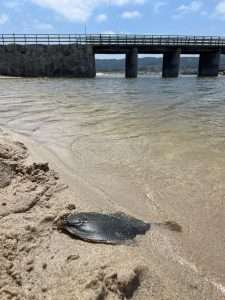 peixe morto en Baldaio - peche lagoa xullo 2026