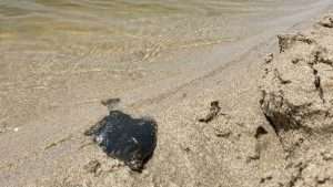 peixe morto en Baldaio - peche lagoa xullo 2026