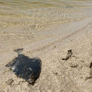 O BNG denuncia o risco de colapso ambiental de Baldaio tras a aparición dos primeiros peixes mortos ante a “inacción inadmisible” da Xunta