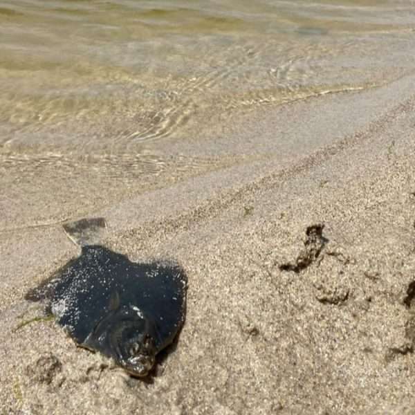 peixe morto en Baldaio - peche lagoa xullo 2026
