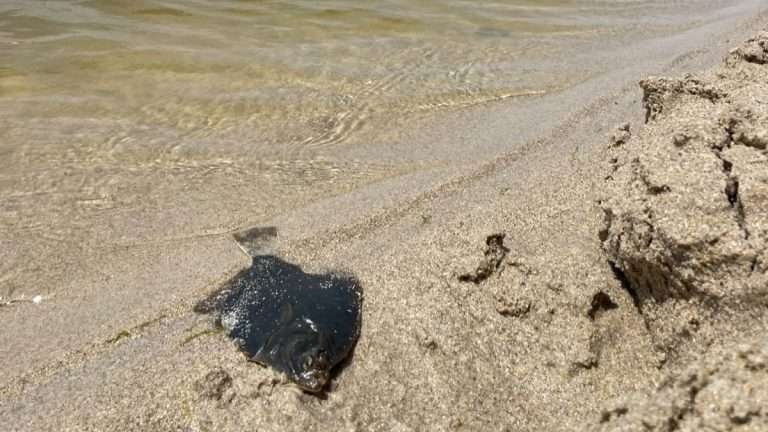 Le máis sobre o artigo O BNG denuncia o risco de colapso ambiental de Baldaio tras a aparición dos primeiros peixes mortos ante a “inacción inadmisible” da Xunta